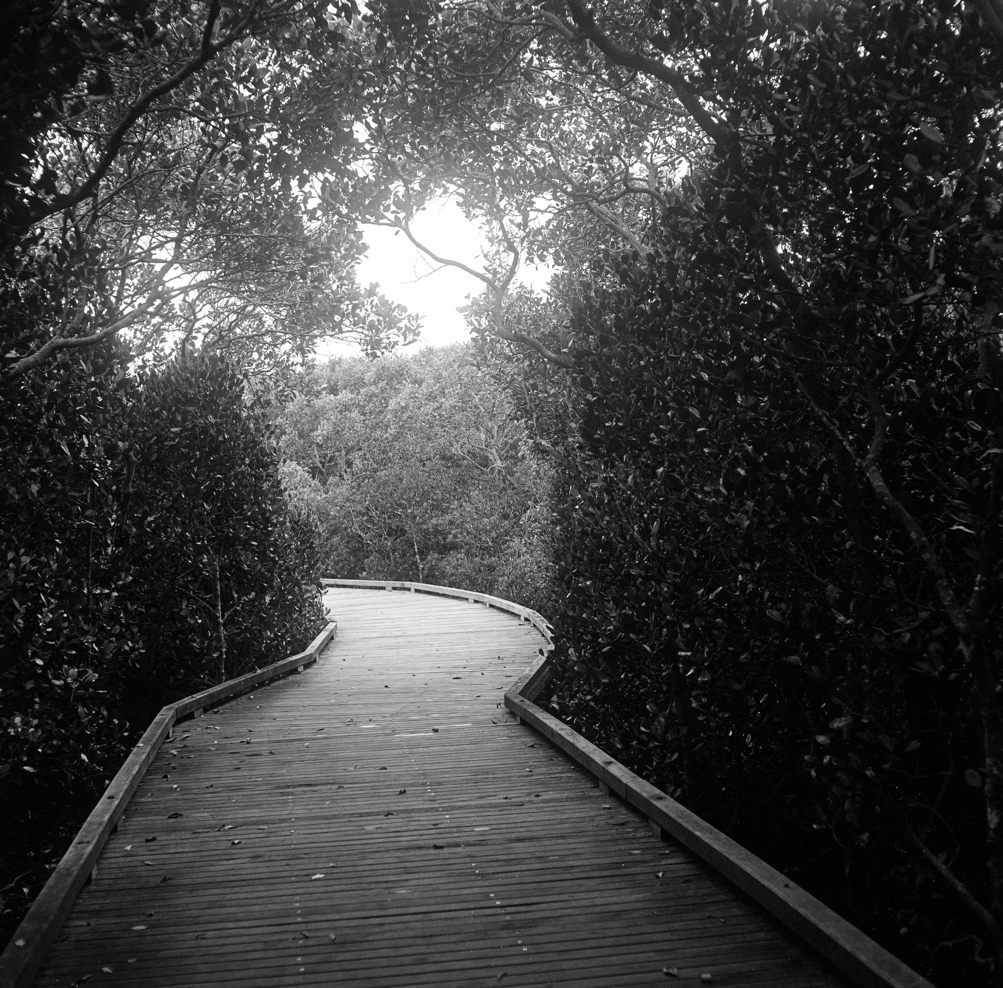 Boardwalk at sunrise